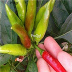 19usd ngryise 8000pcs chao tian jiao chili Pepper capsicum seed