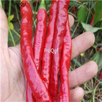 19usd ngryise 8000pcs red long Pepper capsicum seed