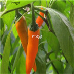 19usd Ngryise 8000Pcs A Set yellow chili Pepper capsicum seed