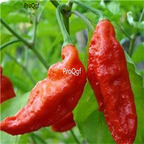19usd Ngryise 8000Pcs A Set red Bhut Jolokia  seed