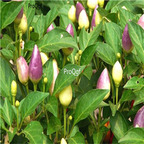 19usd Ngryise 8000Pcs A Set  Ornamental Pepper seed
