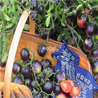 19usd Ngryise 8000Pcs A Set purple cherry Tomato seed