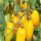19usd Ngryise 8000Pcs A Set yellow cherry Tomato seed