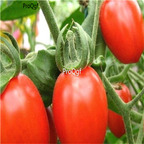 Ngryise 8000Pcs A Set red cherry Tomato seed
