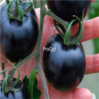19usd Ngryise 8000Pcs A Set black pearl Tomato seed