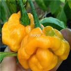 19usd ngryise  8000pcs YELLOW SCOTCH BONNET Jamaican Capsicum seed