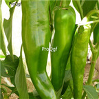 19usd Ngryise 8000Pcs A Set Anaheim Chile pepper seed