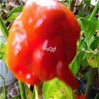 19usd ngryise 8000pcs Orange Trinidad Scorpion Pepper seed