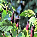 19usd Ngryise 8000Pcs A Set ROYAL BLACK PEPPER Capsicum seed