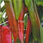 19usd Ngryise 8000Pcs A Set Busillis Hybrid Hot Pepper seed