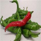 19usd Ngryise 8000Pcs A Set Long slim cayenne Pepper seed