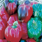 19usd ngryise 8000pcs Tennessee Cheese Sweet Pepper seed
