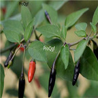 19usd ngryise 8000pcs Black chili Pepper seed