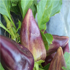 19usd ngryise 8000pcs Violet Sparkle Pepper seed