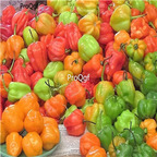 19usd Ngryise 8000Pcs A Set HABANERO PEPPER Red Orange White Brown Mix seed