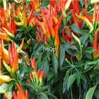 19usd ngryise 8000pcs Medusa Ornamental Pepper  seed