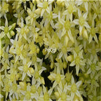 19usd Ngryise 8000Pcs A Set Oktoberfest wall pepper seed