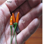 19usd ngryise 8000pcs Siling Labuyo Filipino Bird's Eye pepper seed