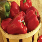 19usd ngryise 8000pcs Alliance Hybrid Sweet Bell Pepper seed