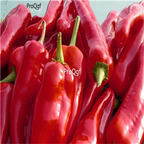 19usd ngryise 8000pcs Spanish Mammoth Pepper  seed