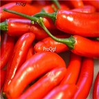 19usd ngryise 8000pcs Louisana Red Cayenne Hot Pepper seed