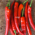 19usd ngryise 8000pcs Anaheim Chile Pepper  seed