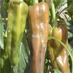 19usd ngryise 8000pcs Santo Domingo Pueblo Hot Pepper seed