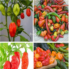 19usd ngryise 8000pcs Mix Many Varieties Ghost, habanero pepper seed