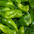 19usd ngryise 8000pcs French Capsicum doux long pepper seed