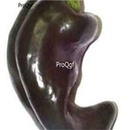 19usd ngryise 8000pcs Poblano Pepper seed
