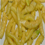 19usd Ngryise 8000Pcs A Set  ARIBIBI GUSANO PEPPER seed