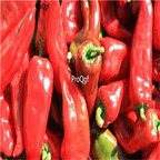 19usd ngryise 8000pcs Tollies Sweet Pepper seed