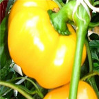 19usd ngryise 8000pcs Pimento Yellow Cheese Sweet Pepper seed