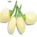 19usd ngryise 8000pcs Habaneros Habanero Pepper seed