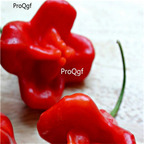 19usd ngryise 8000pcs Brazilian Starfish Hot Pepper seed