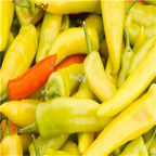 19usd ngryise 8000pcs Wax Yellow Non GMO pepper seed