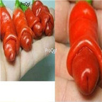 19usd ngryise 8000pcs Peniss Chill Red Hot pepper seed