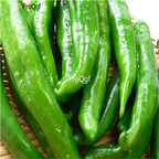 19usd ngryise 8000pcs Manganji Pepper  seed