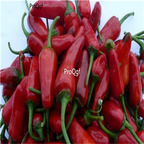 19usd ngryise 8000pcs Apache Red Chili Pepper seed