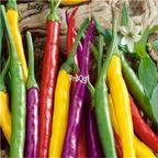 19usd ngryise 8000pcs ayenne Pepper Hot Mix seed