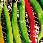 19usd Ngryise 8000Pcs A Set Italian Roaster II F1 Hybrid Hot Pepper  seed