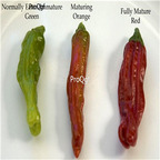 19usd Ngryise 8000Pcs A Set Shishito Pepper  seed