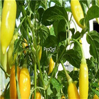 19usd ngryise 8000pcs AJI CITO PEPPER C. baccatum seed