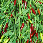 19usd ngryise 8000pcs Laotian Hot Pepper  seed