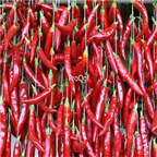 19usd ngryise 8000pcs Korean Winner F1 Hybrid Hot Pepper  seed