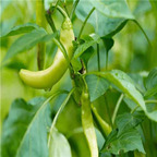 19usd ngryise 8000pcs Italian Pepperoncini Pepper seed