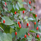 19usd ngryise 8000pcs Tiny brilliantly red chile pepper seed
