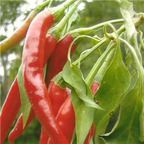 19usd ngryise 8000pcs Dhanraj pepper seed