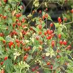 19usd ngryise 8000pcs Desert Tepin Chili pepper seed