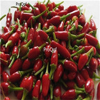 19usd ngryise 8000pcs Zimbabwe Birds Eye Chili pepper seed